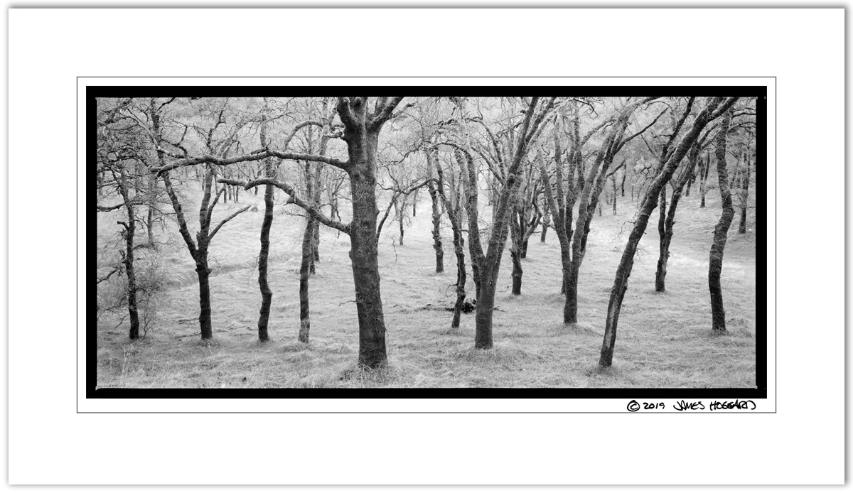 Oak-Trees-Auburn-Rec